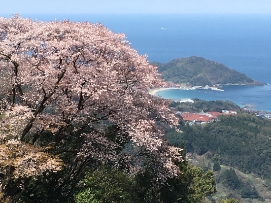 大芦の海側の桜