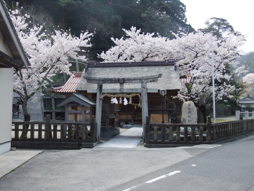 4月桜に包まれた日御碕神社