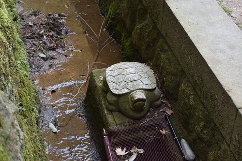 美保神社本殿背面の側溝の亀